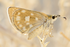Hesperopsis libya
