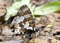 Uranothauma falkensteinii