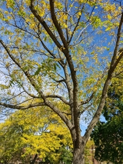 Magnoliopsida