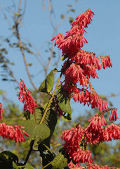 Triplaris americana