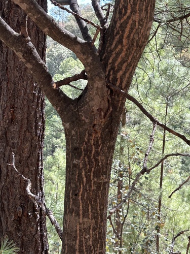 Quercus mcvaughii