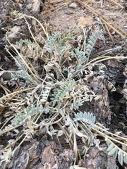 Astragalus purshii