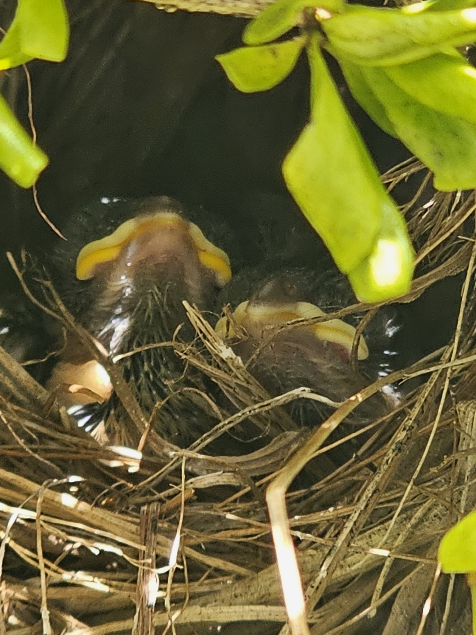 Black-faced Grassquit illustration