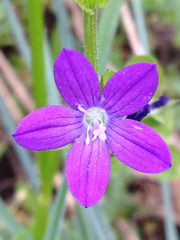 Triodanis