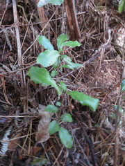 Hedycarya arborea