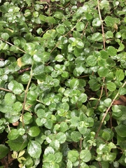 Linnaea borealis longiflora