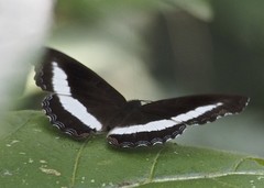 Eurytela hiarbas hiarbas