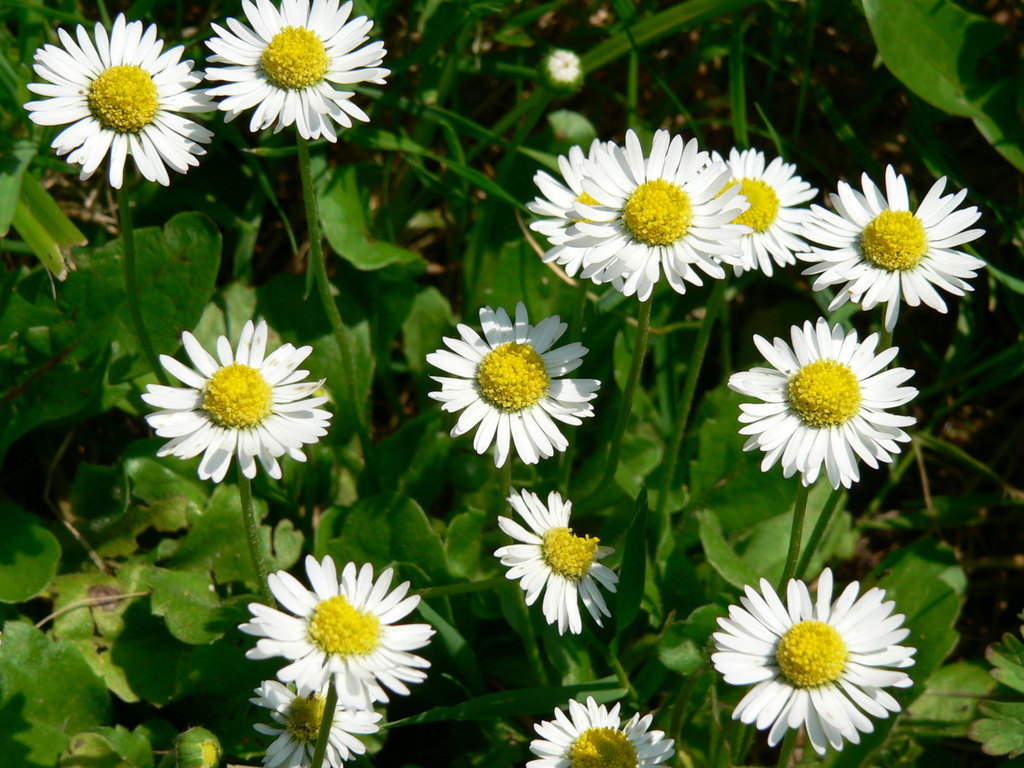 Bellis perennis
