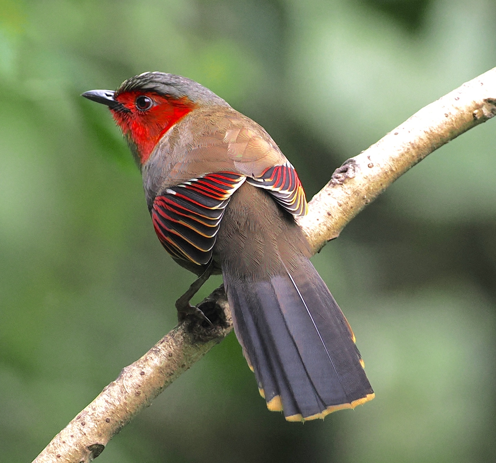 Scarlet-faced Liocichla