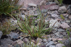 Plantago maritima juncoides