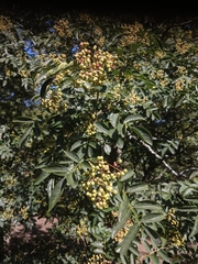 Zanthoxylum simulans