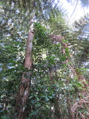Hedycarya arborea