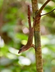 Anolis allogus