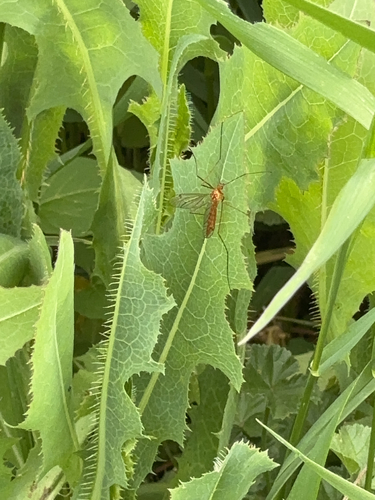 Unknown species found near Billings
