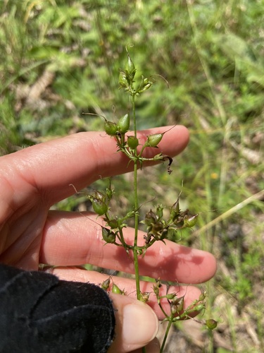 eastern smooth beardtongue (Penstemon laevigatus)