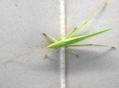 Euconocephalus nasutus