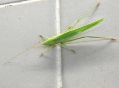 Euconocephalus nasutus