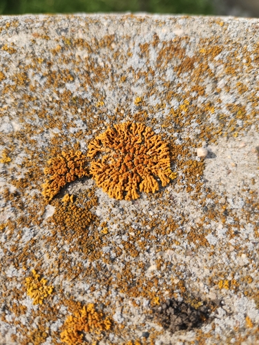 Elegant Sunburst Lichen