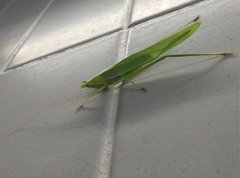 Euconocephalus nasutus