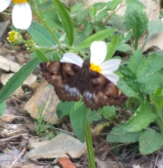 Noctuana lactifera bipuncta