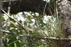 Tillandsia fasciculata