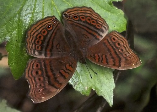 Gregori’s Brown Pansy