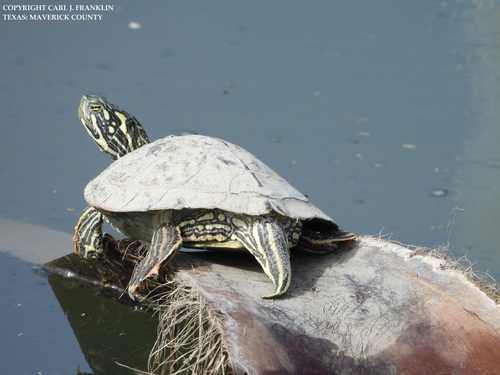 Rio Grande Cooter