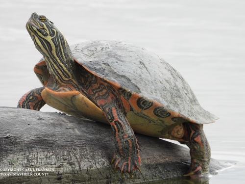 Rio Grande Cooter