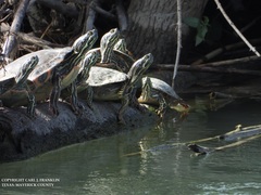 Rio Grande Cooter photo 4