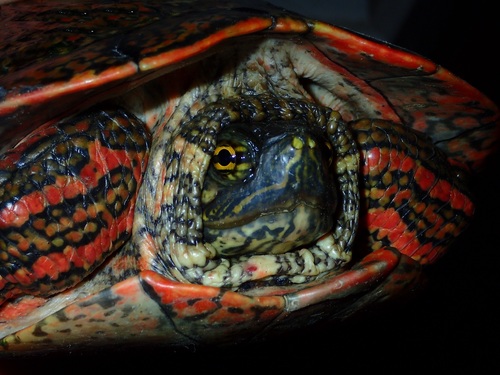 Rio Grande Cooter