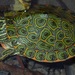 Rio Grande Cooter - Photo (c) texasturtles, some rights reserved (CC BY-NC), uploaded by texasturtles