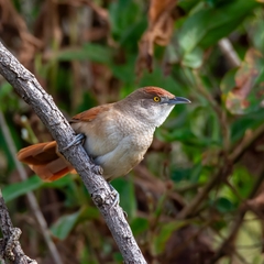 Greater Thornbird photo 1