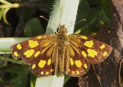 Metisella
