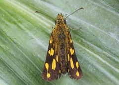 Metisella