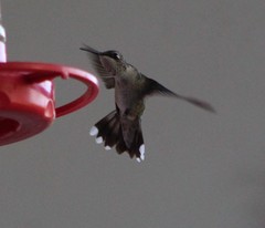 Archilochus colubris