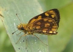 Metisella