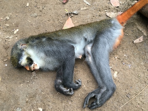 Cameroon Red-eared Monkey