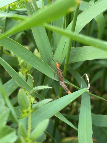 Unknown species found near Billings