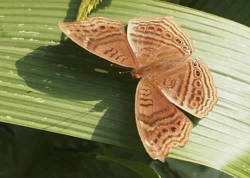 Gregori’s Brown Pansy