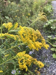 Solidago