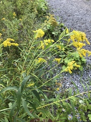 Solidago