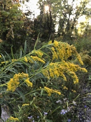 Solidago