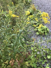 Solidago