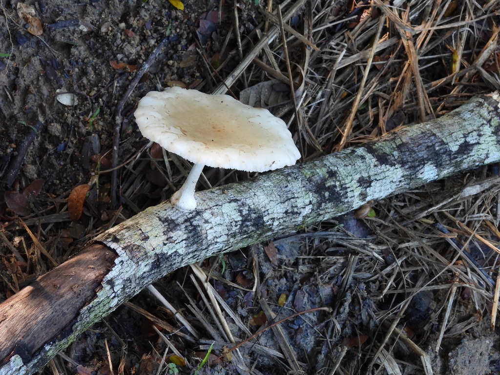 Oudemansiella cubensis · June 2025 · photo: © sheylarossi (iNaturalist, cc-by-sa)