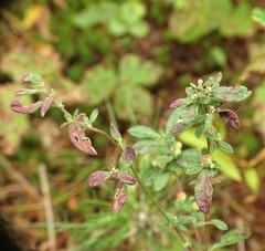 Crocanthemum bicknellii