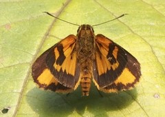 Pardaleodes incerta incerta