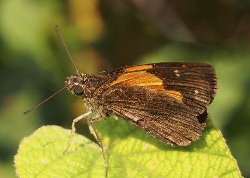 Ankole Skipper