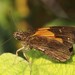 Ankole Skipper - Photo (c) shirdipam, some rights reserved (CC BY-NC), uploaded by shirdipam