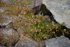 Spergularia canadensis