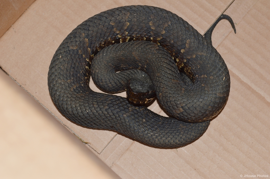 Northern Cottonmouth from Jonesboro, AR, USA on October 13, 2016 at 01